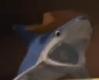 Shark!!