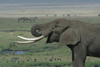 200px-Tanzanian Elephant