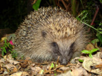 200px-Tygertyger hedgehog