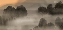 Unknown treetops-0