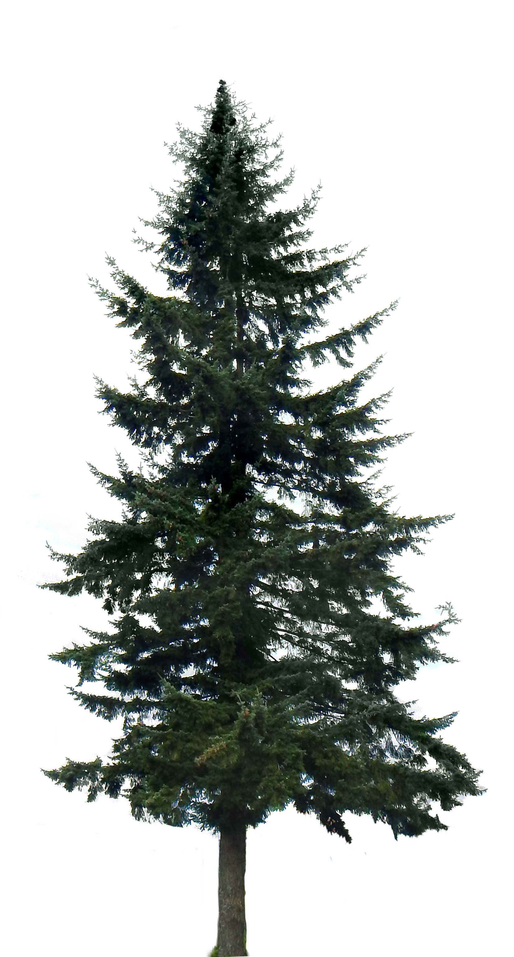 image pine tree big 20150403 2028379675 png over the christmas house decorating game