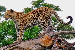 Panthera 2