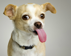 Tomsdog
