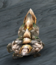 CobreBack