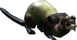 Ferret