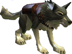 Dog
