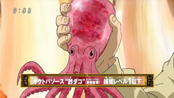 Saucetopus