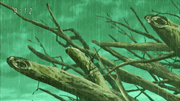 Umbrella Tree small