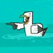 Laughing gull