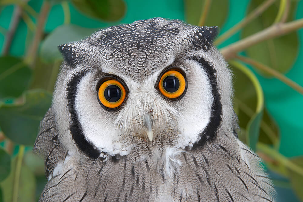 owl images