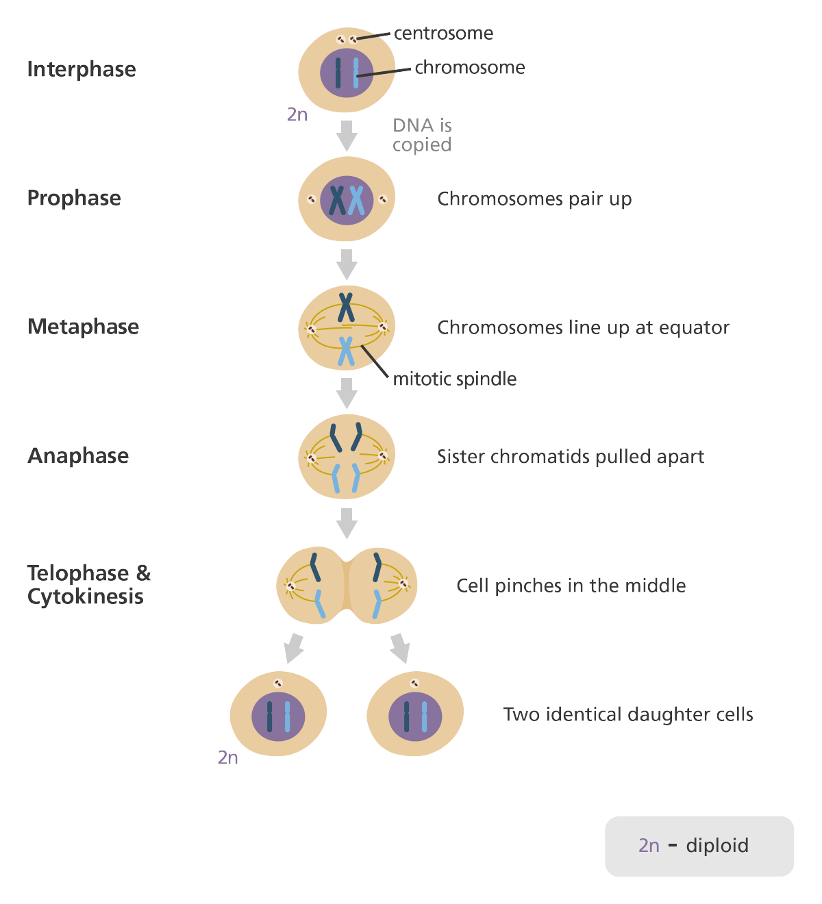 Historica Wiki Biology Diagrams