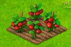 TomatoField