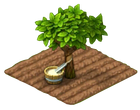 RubberTreeField