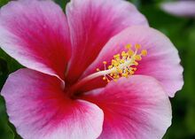 Hibiscus