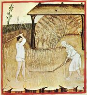 3-piantagione,Taccuino Sanitatis, Casanatense 4182.