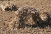 Corn sheaves from binder - IMG 1831