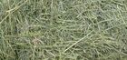 GrassHay1
