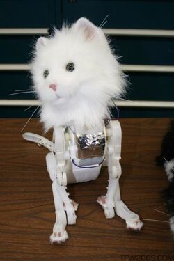 Hasbrotour-fleshlesskitty