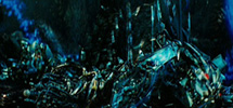 Hatchlings