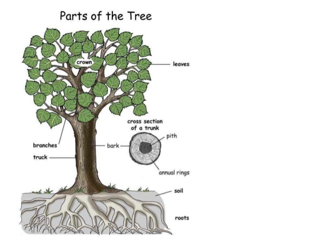 fileparts of a treejpg