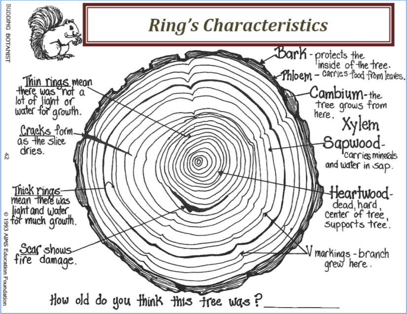 Characteristics Of Trees Rings Trees Of Texas Wikia Fandom