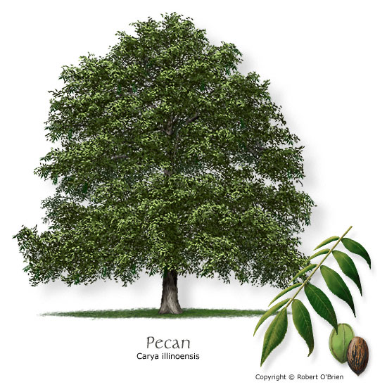 image the pecan tree state tree of texas jpg trees of texas