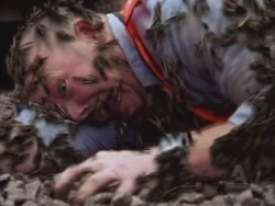 Maggots