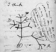 Darwin tree lg