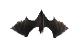 Bat closeup