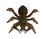 Spider closeup 2
