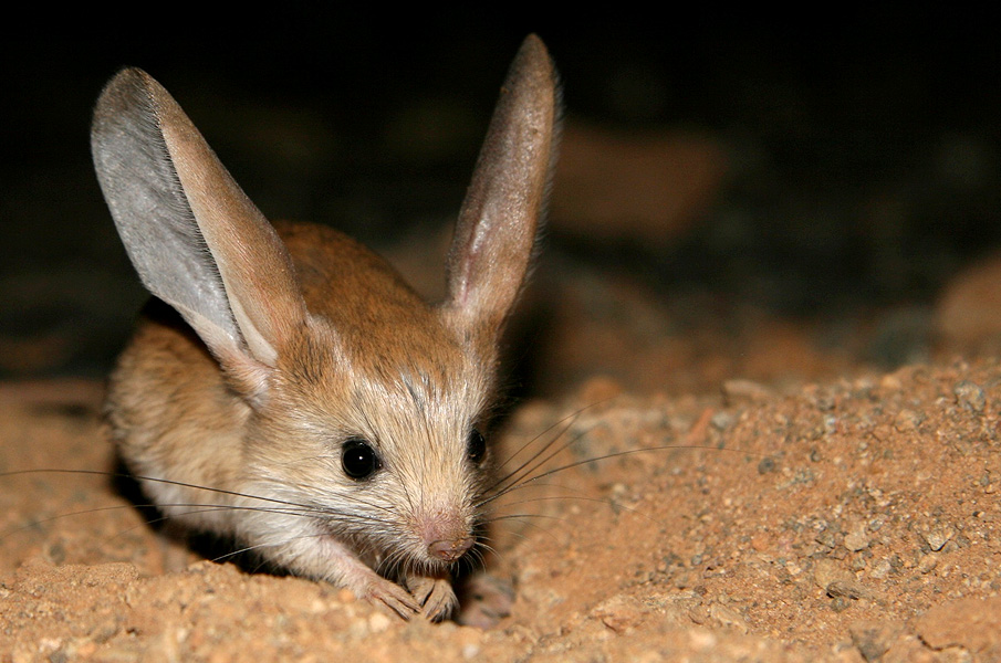 long eared jerboa tsjpfew wikia fandom powered by wikia