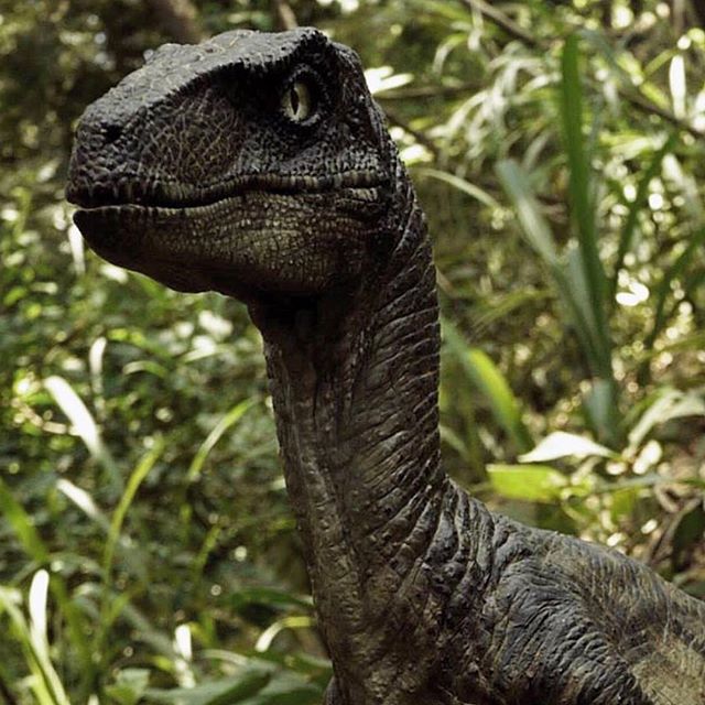 modern velociraptor