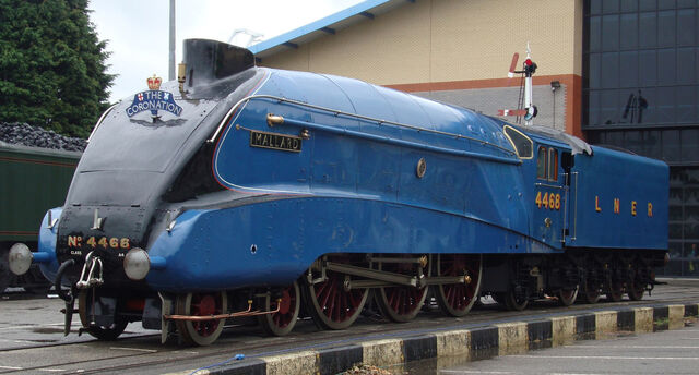 File:RealMallard.jpg