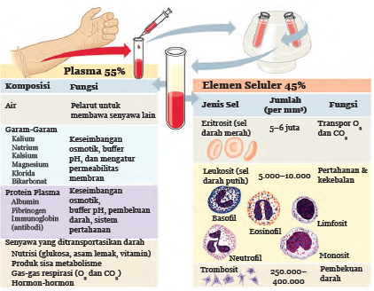 Struktur Dan Fungsi Komponen  Darah  Berbagi Struktur