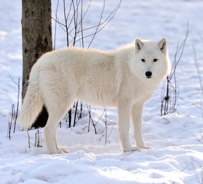 Image - Wolf-Spirit-Animal-6.jpg | Tumblr Roleplay Wiki | FANDOM