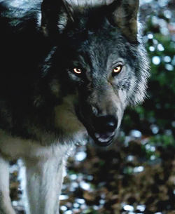 WolfForm001