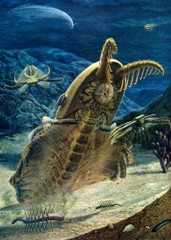 Plik:Anomalocaris.jpg
