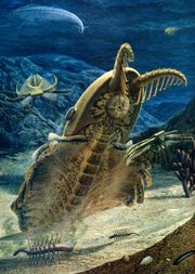 Anomalocaris