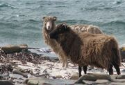 Orkneysheep