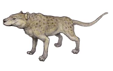 canidae wikia turtledove fandom name