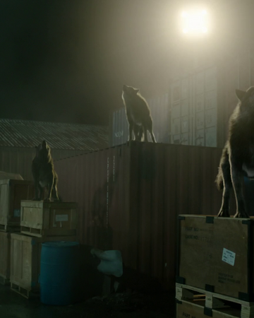 Werewolves Shadowhunters On Freeform Wiki Fandom