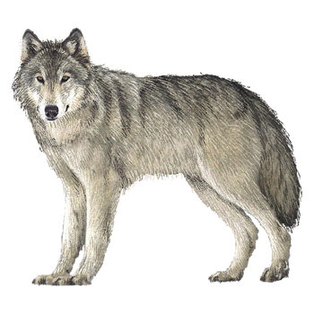Image - Wolf.png | TW2: Dragonspawn Wiki | FANDOM powered by Wikia