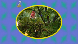 Looking for Fairies