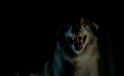 Wolforms