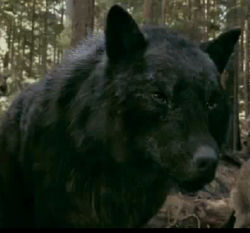 Werewolvestwilightseries14805653626583