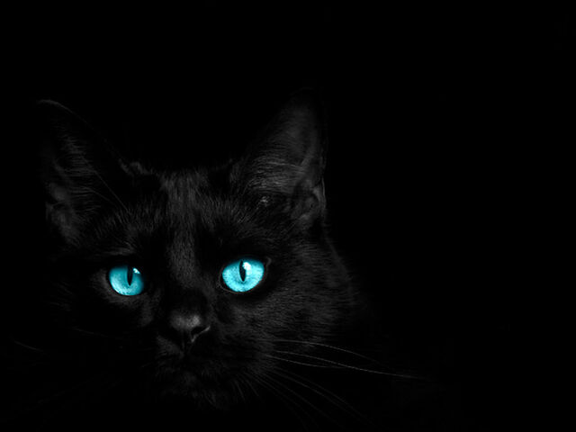 Файл:929983 cooooooool-cat p.jpg