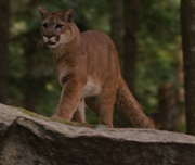 Puma twilight 5
