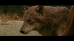 Jacob Black