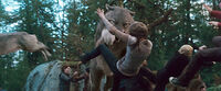 Attaque des loups