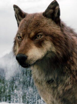 Get Wallpaper Pack Structure Twilight Saga Wiki Fandom Desktop Wallpaper